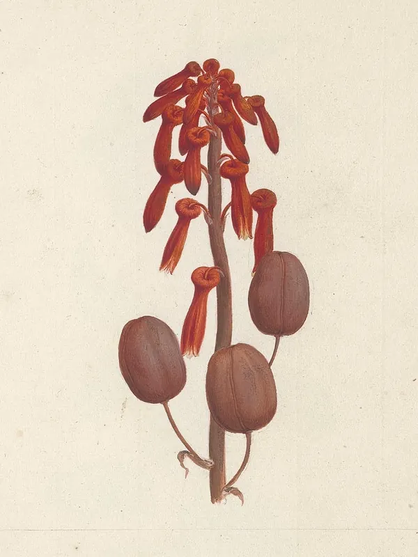 Aloe Macrocarpa Todaro (Aloe), Luigi Balugani In Demand