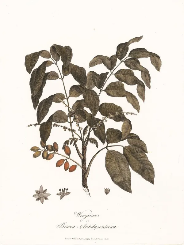 Wooginoos Or Bruces Antidysenterica, James Heath Special Discount