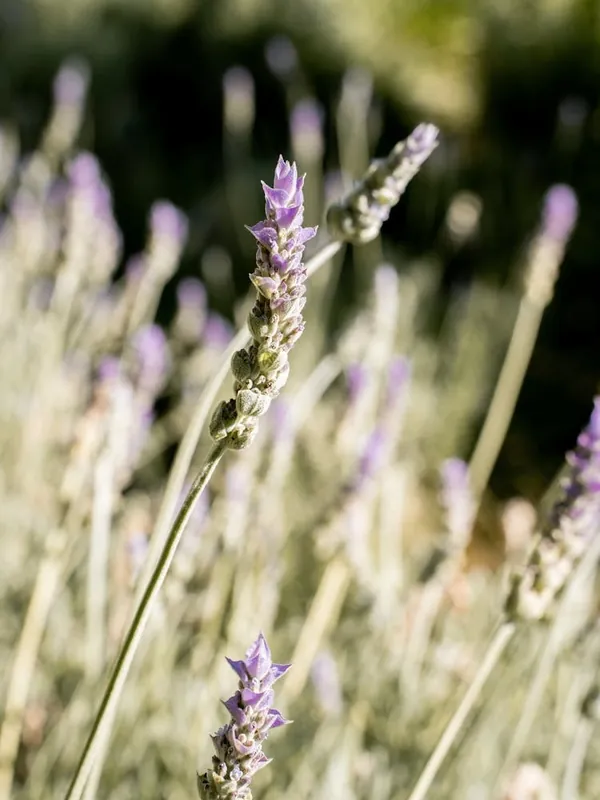 Exclusive Offer Lavender