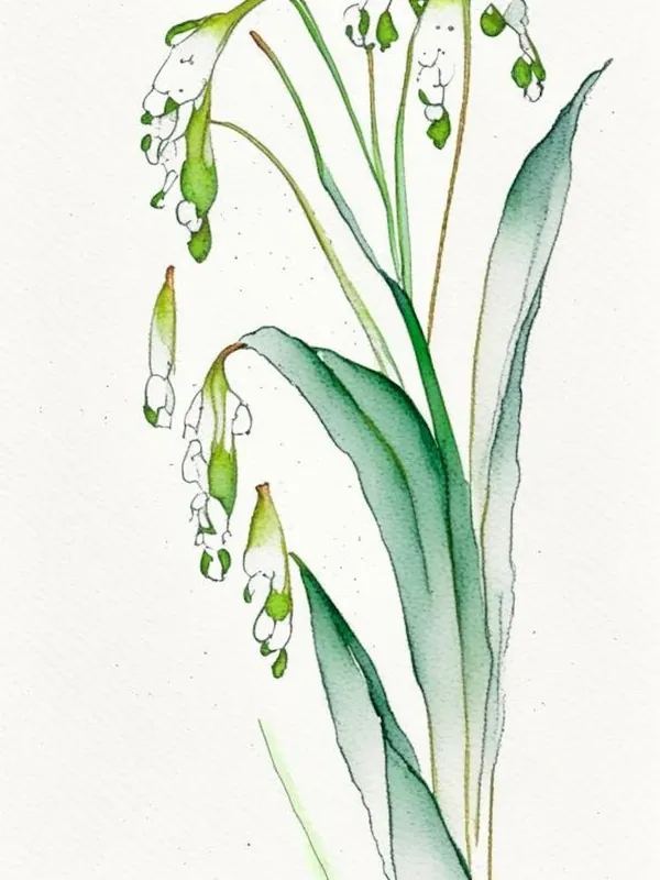 Fresh Stock Lily Of The Valley Herb Minimalist Watercolour 2