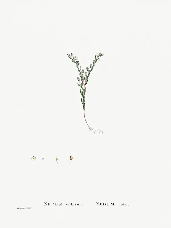 Special Discount Sedum Villosum, Pierre Joseph Redoute