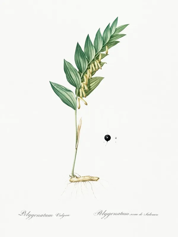 Angular Solomon S Seal, Pierre Joseph Redoute Cheap