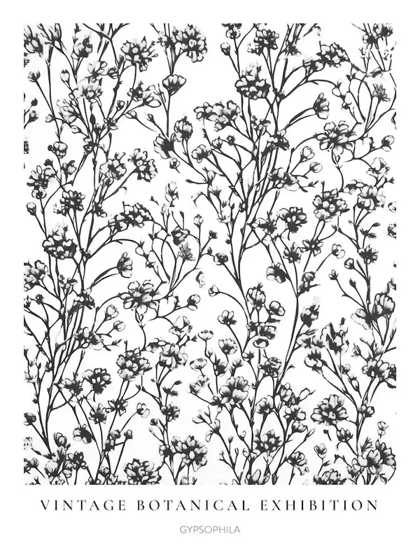 Discount Gypsophila 2 B&W Vintage Botanical Poster