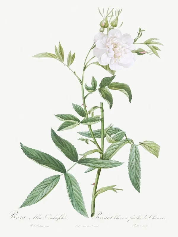 White Rose With Hemp Leaves, Pierre Joseph Redoute Sale