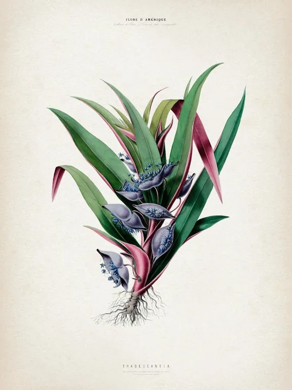 No Minimum Order Vintage Denisse 1 Tradescantia