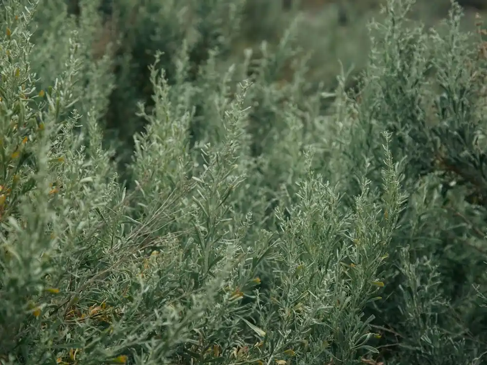 Brand New Sage up Close