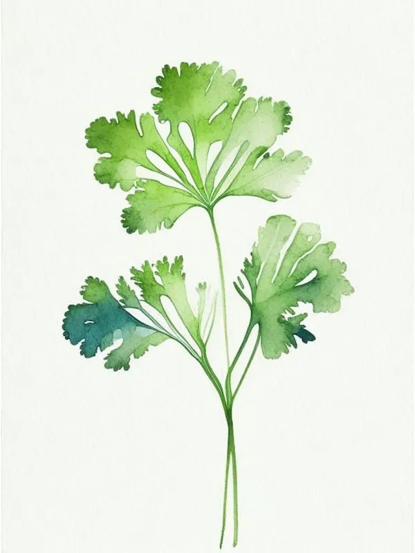 Parsley Leaf Minimalist Watercolour 2 Exclusive Offer