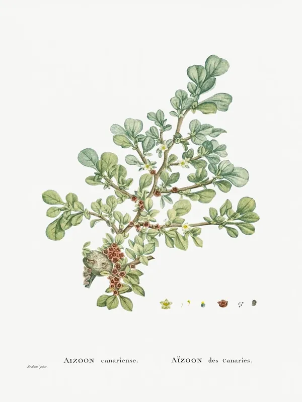 Wholesale Aizoon Canariense, Pierre Joseph Redoute