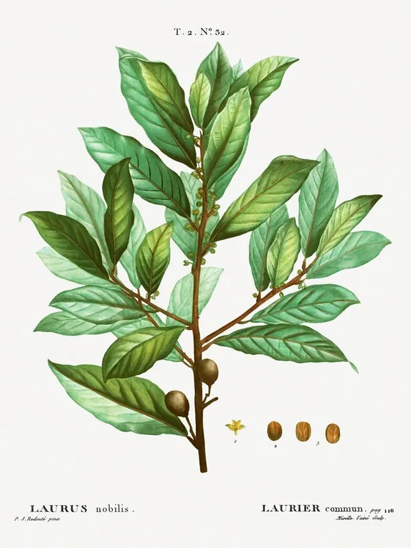 Bay Laurel, Pierre Joseph Redoute Flash Sale