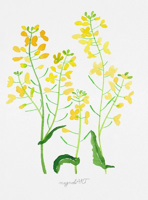 Rape plant with flowers Today Only