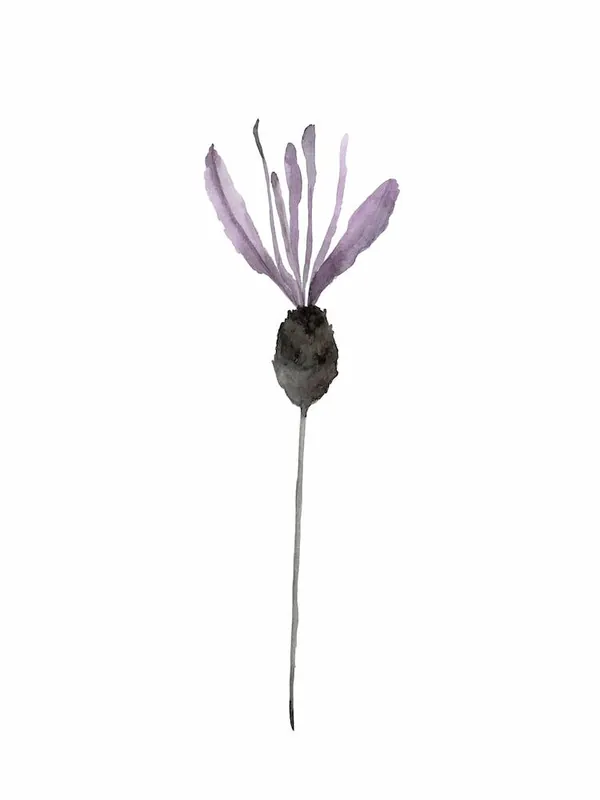 Lavender 1 In Demand
