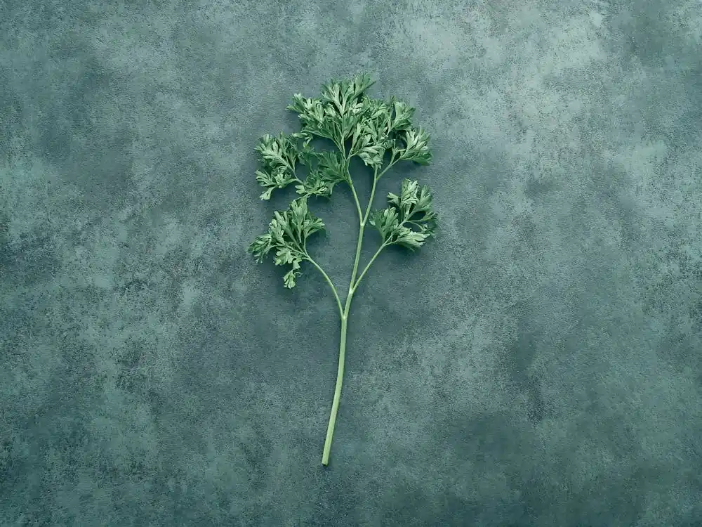 Parsley Kitchen Sale
