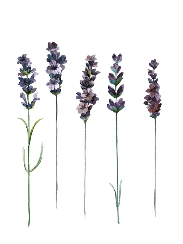 Mega Sale Botanical Illustration Lavendula Angustifolia Line