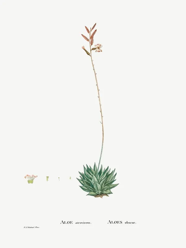 Trusted Brand Aloe Atrovirens, Pierre Joseph Redoute