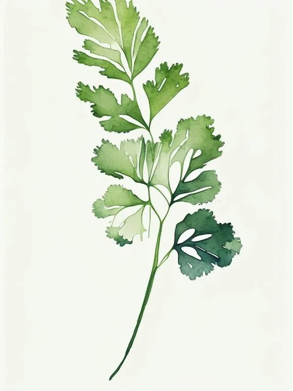 Cilantro Leaf Minimalist Watercolour 1 Don’t Miss Out