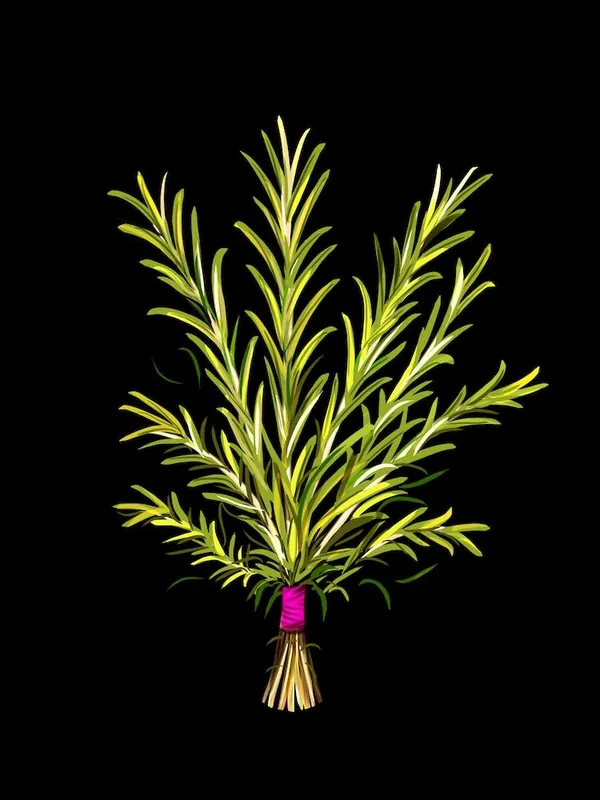 A bouquet of rosemary. Super Sale