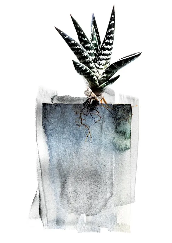 Aloe Mega Sale