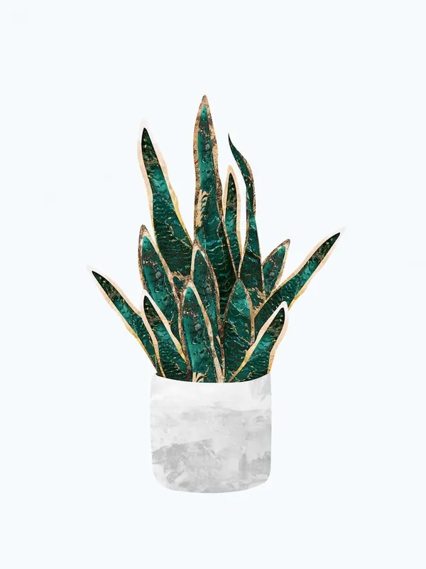 Green Aloe Plant Instant Buy