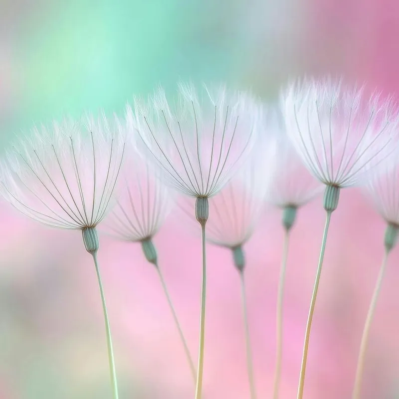 Dandelion 30 Shop Now
