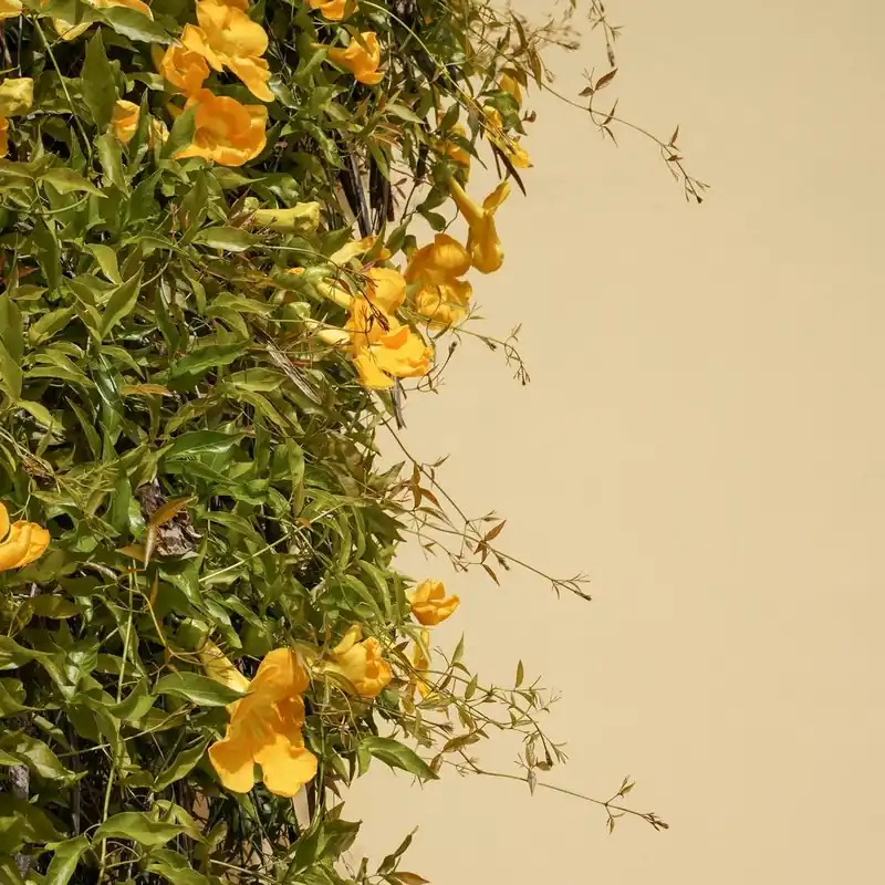 Yellow Flowers Square Free Shipping
