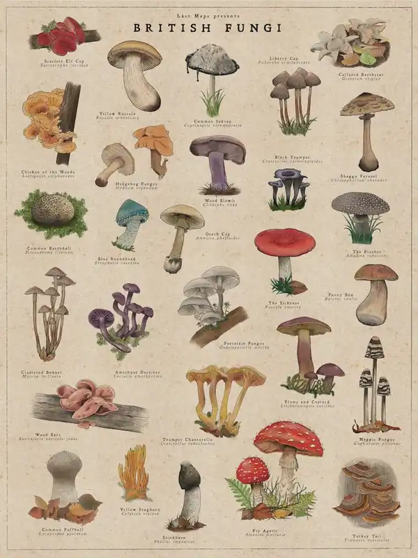 British Fungi Low Price