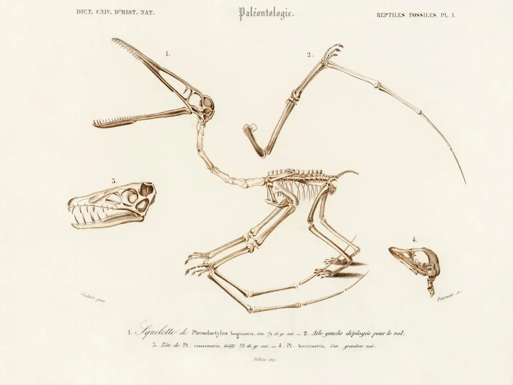 Pterosaur (Pterodactylus), Charles Dessalines D'Orbigny Markdown