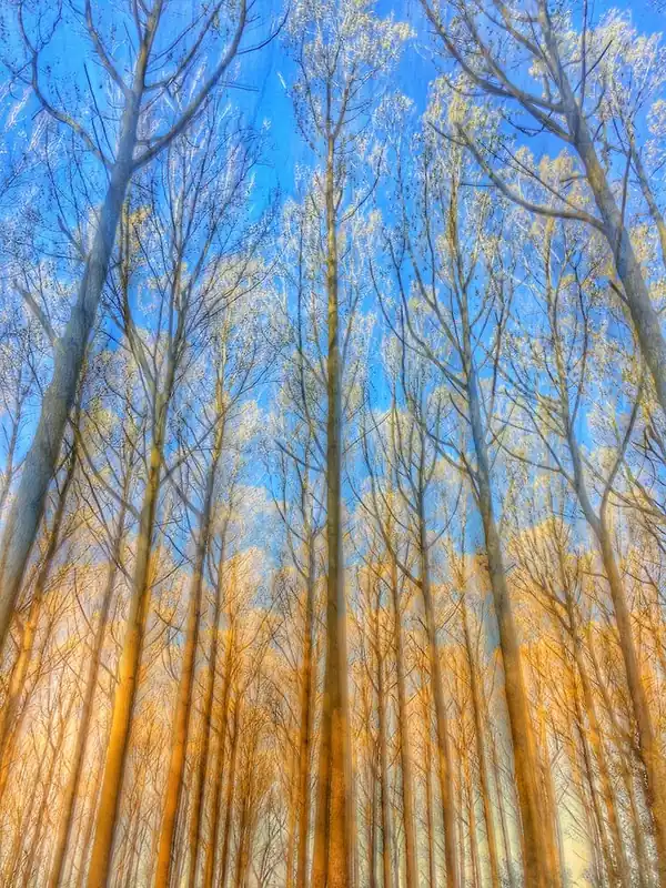 Discount Sunlit Wood