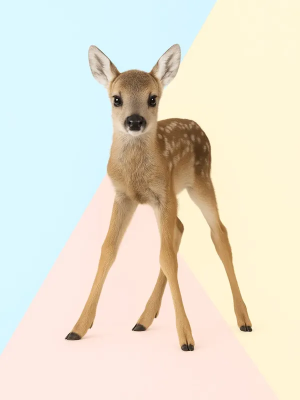Flash Sale Why So Cute Bambi Fawn Stock Videos & Royalty-Free Footage