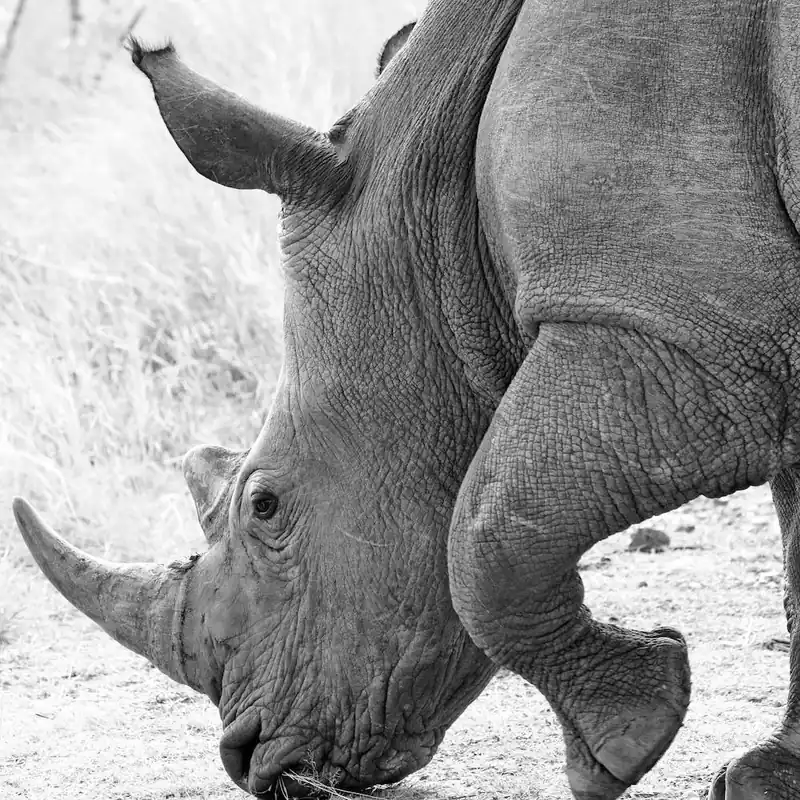 Rhino Square Trending