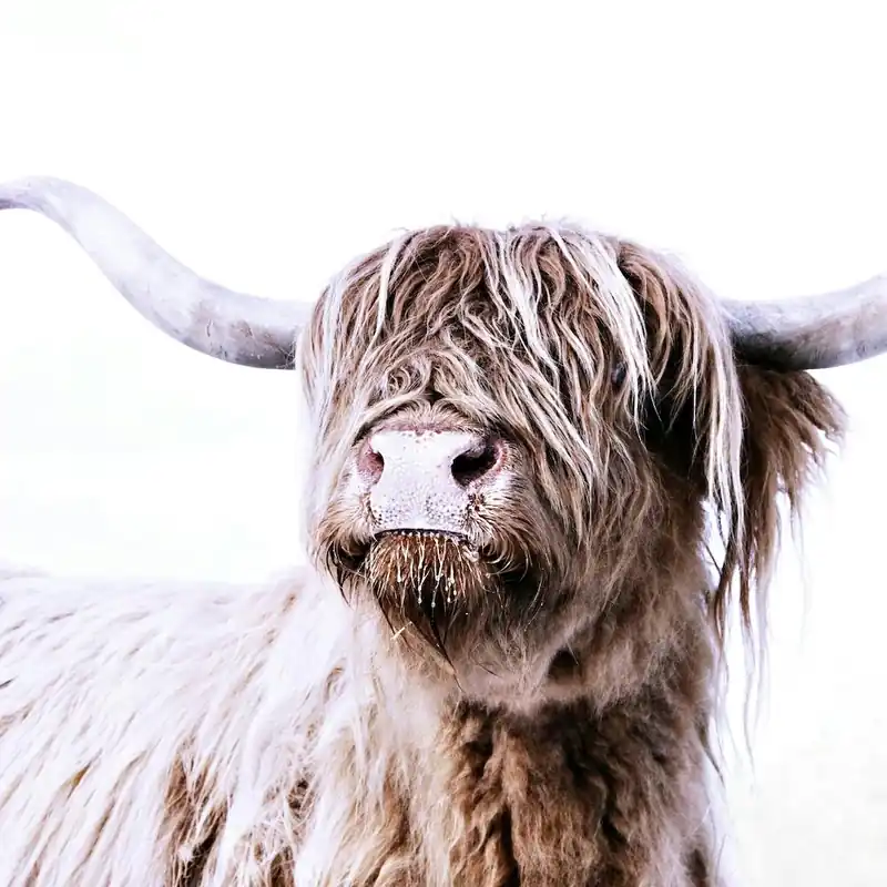 Highland Cattle Frida White Square Special Discount