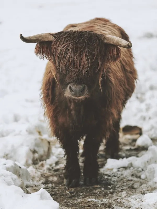 Place Order Winter Shaggy Cow