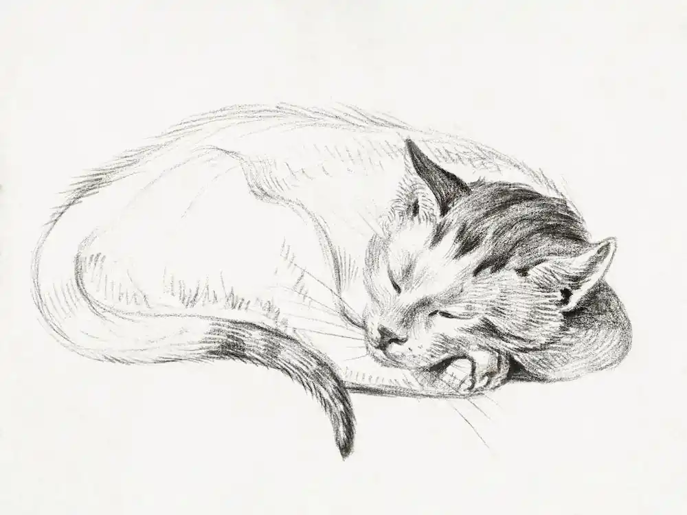 Trending Sketch Of A Sleeping Cat, Jean Bernard