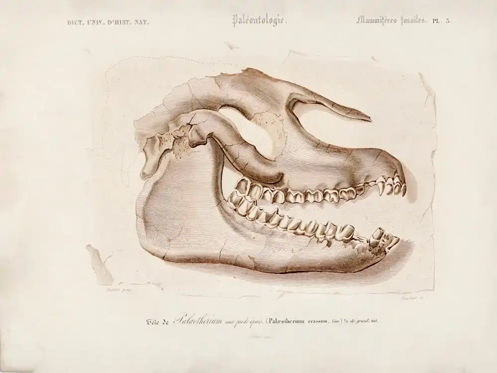 Brand New Odd Toed Ungulate, Charles Dessalines D'Orbigny