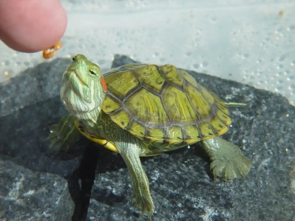 Red-Eared Slider Limited Time