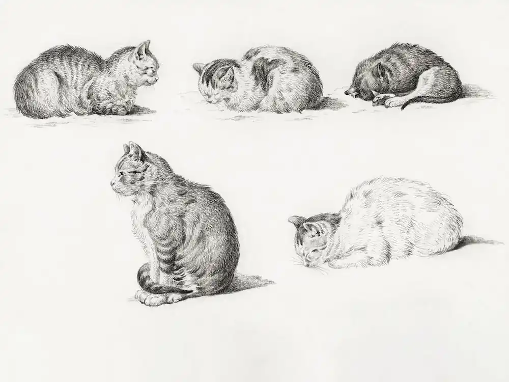 Special Discount Five Studies Of Cats, Jean Bernard
