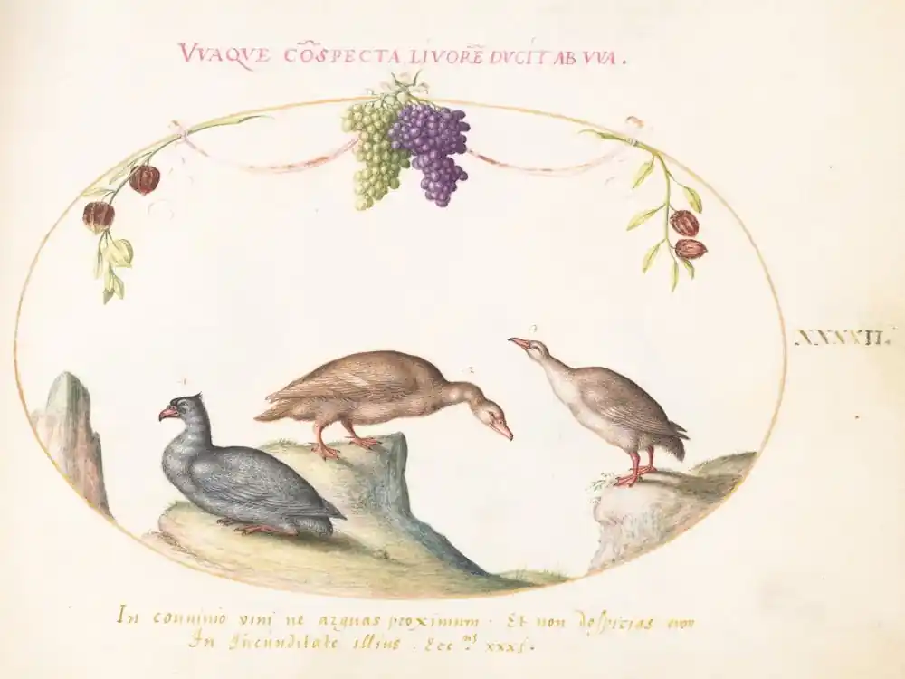 Brand New Flying And Amphibious Animals, Joris Hoefnagel (5)