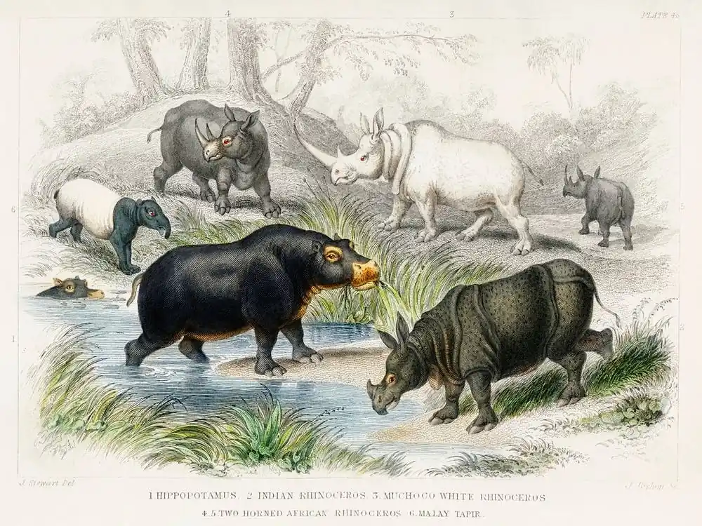New Arrival Hippopotamus, Indian Rhinoceros, Muchoco, White Rhinoceros, Two Horned African Rhinoceros, And Malay Tapir, Oliver Goldsmith