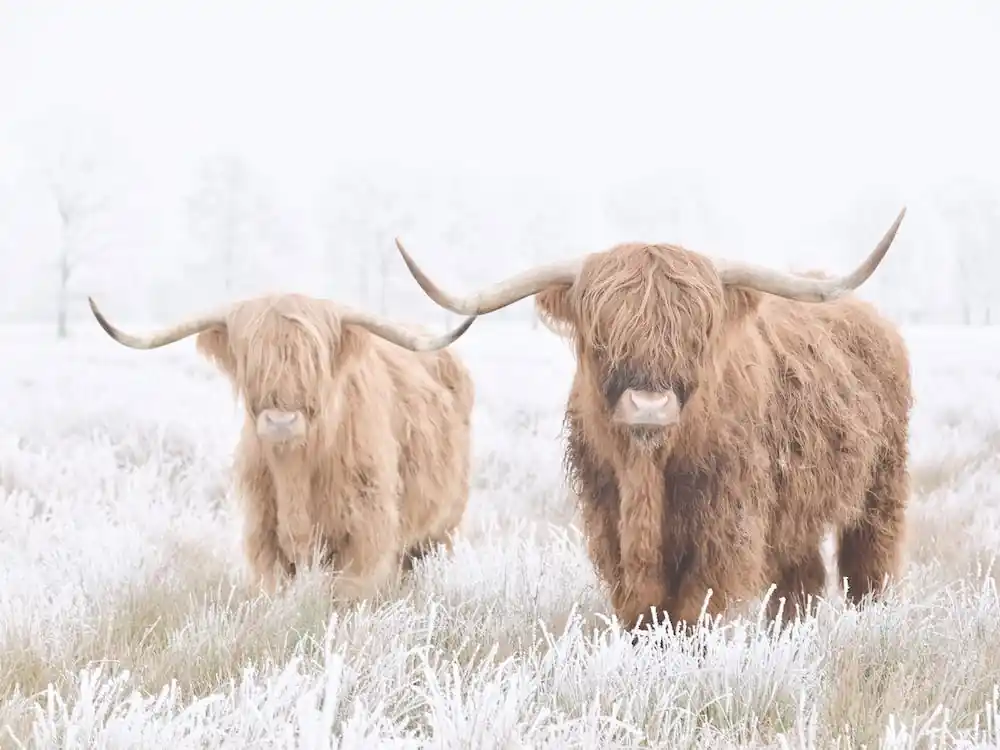 Two Highland Cows Deal