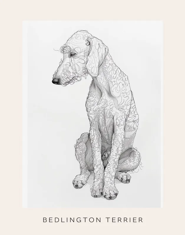 Bedlington Terrier Dog Line Sketch 2 Poster Professional Grade