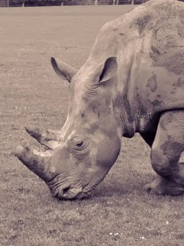 Rhinoceros Grey Rhino Special Discount