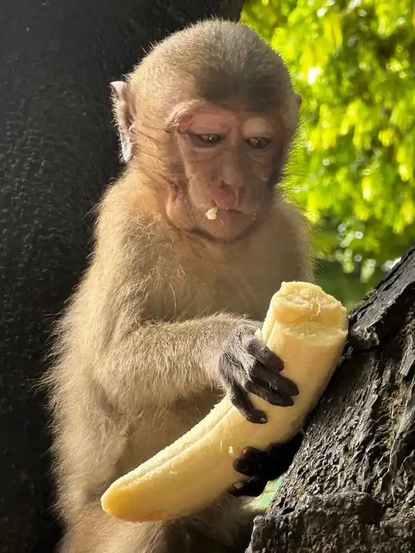 Monkey Eating Banana 1 Free Returns