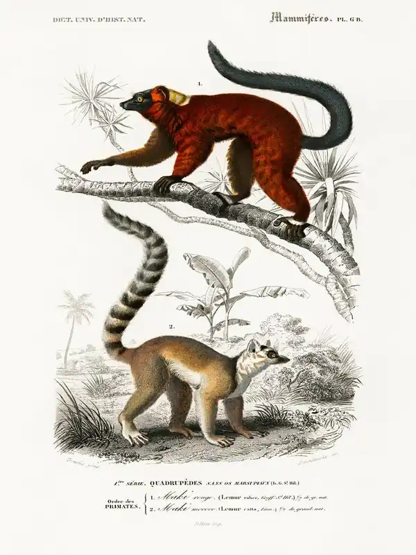 Original Lemur, Charles Dessalines D' Orbigny