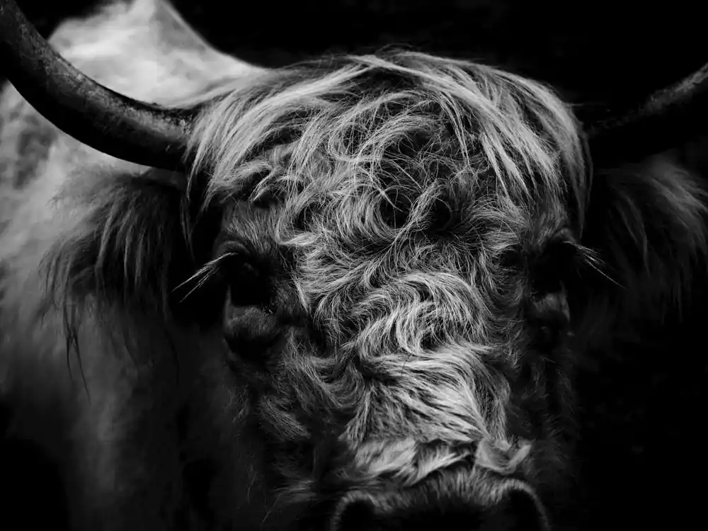 Professional Grade Highland Cow