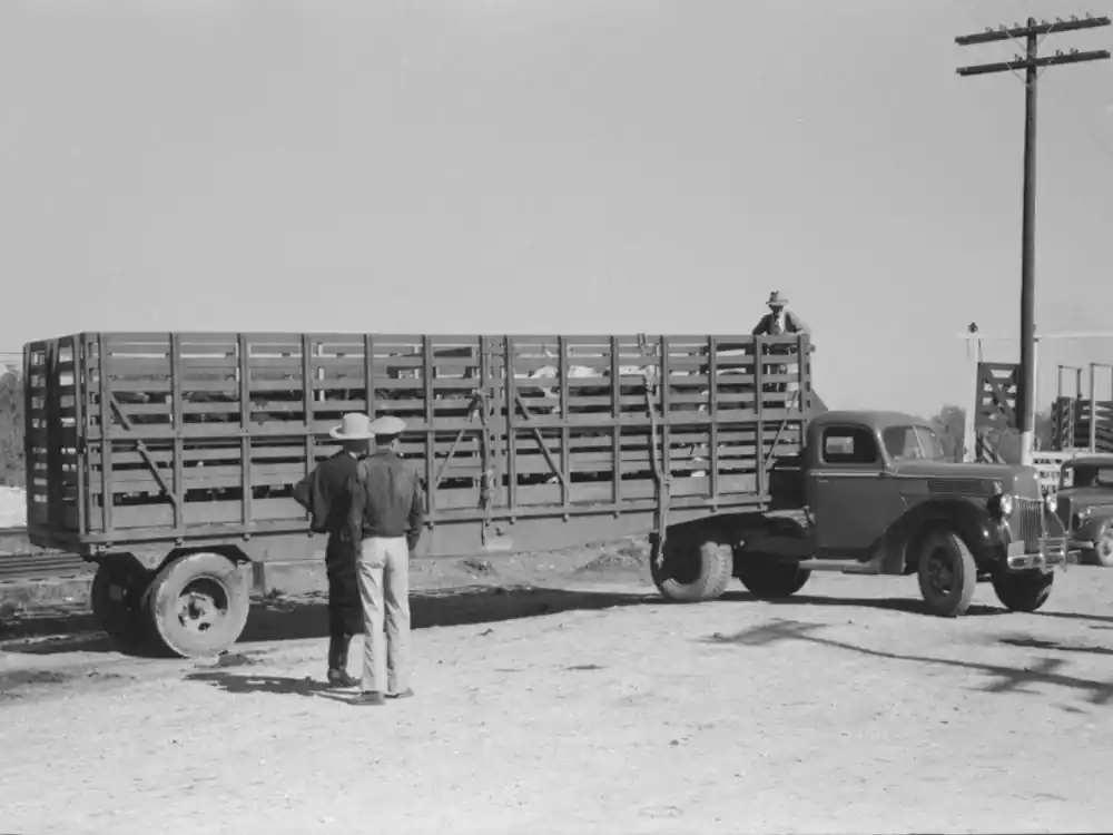 Large Truck Trailer Filled With Cattle To Be Sold At Stockyards Auction, San Angelo, Texas By Russell Lee Hot Picks
