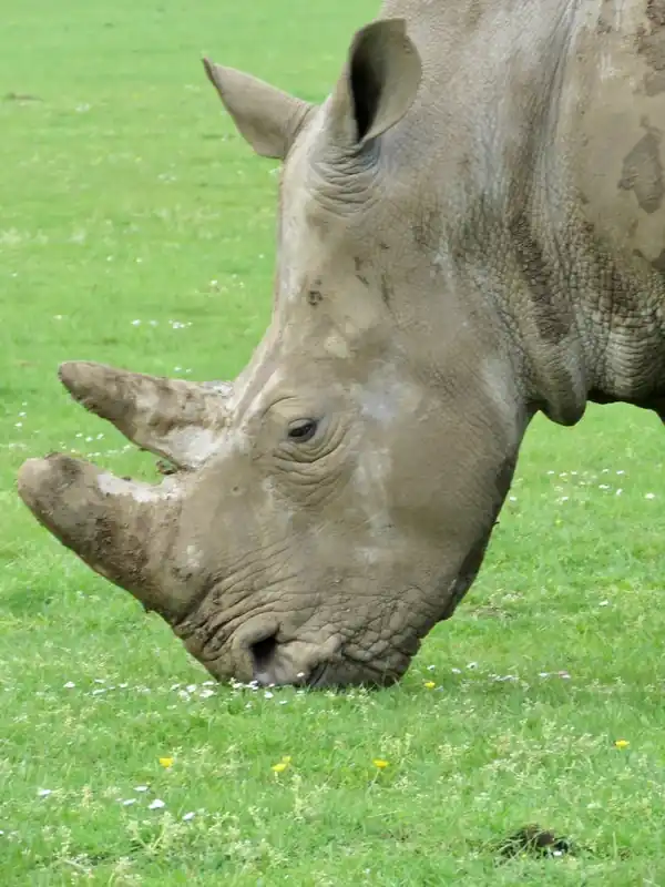 Rhinoceros Grazing Rhino Seasonal Sale