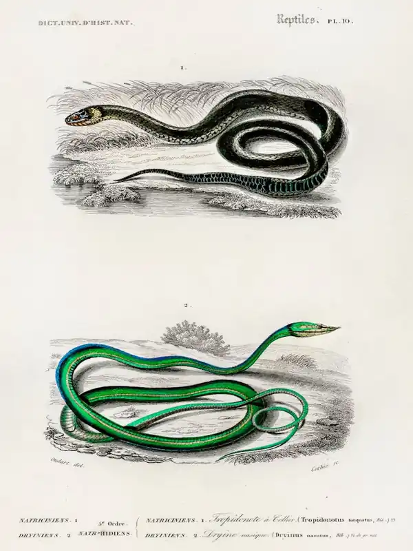 Grass Snake And The Green Vine Snake, Charles Dessalines D' Orbigny New Arrival