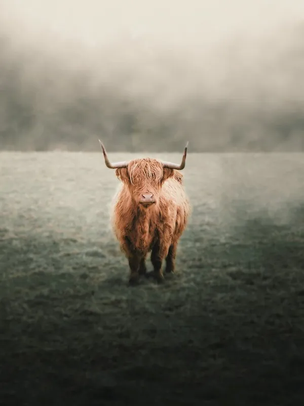 Low Price Foggy Highland Cow