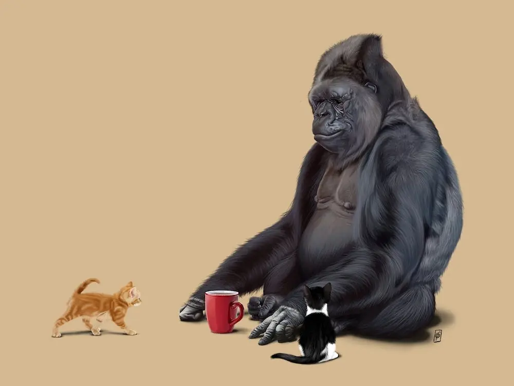 I Should, Koko (Colour) Certified