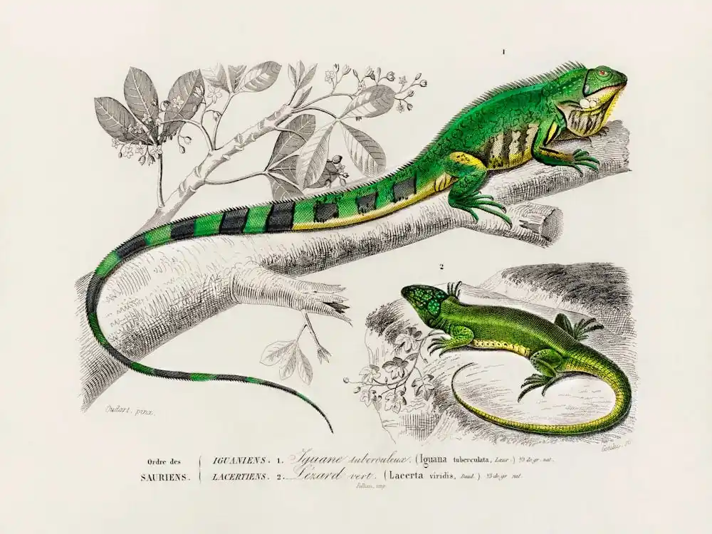 Secure Checkout Green Lizard (Iguana) And Green Lizard (Lacerta Viridis), Charles Dessalines D'Orbigny