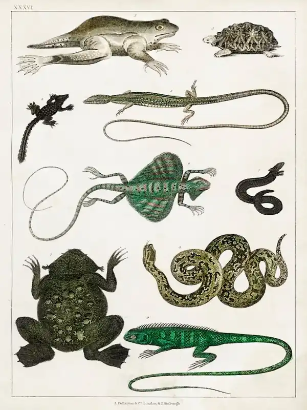 Factory Price Collection Of Various Reptiles, Oliver Goldsmith 1